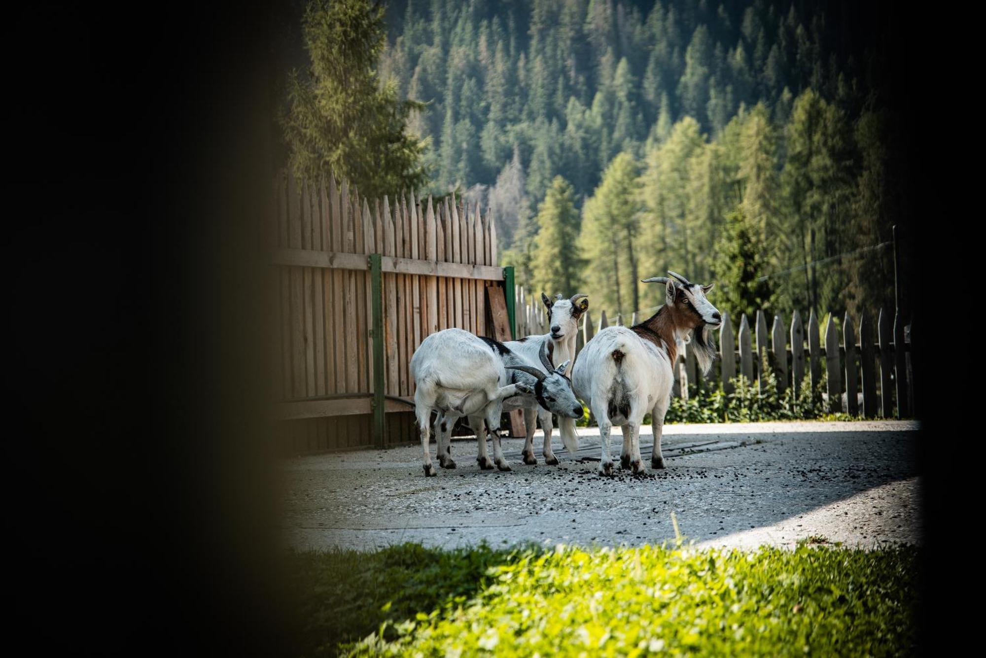 Hotel Pension Odles San Martino in Badia Exteriér fotografie
